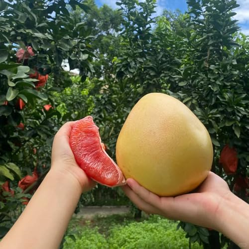 10 piezas Semillas de pomelo, Citrus maxima, fruta fresca jardineria Planta de cítricos máxima, frutas exóticas plantas decorativas hojas de vid de fruta fresca, plantas resistentes