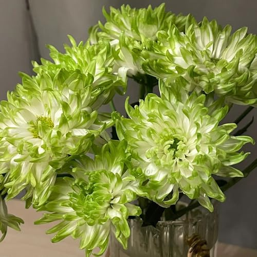 chrysanthemen schmetterlingsflieder extrem winterharte kübelpflanzen blumenwiese herbstaussaat mehrjährig büropflanzen balkon deko chrysantheme exotische zimmerpflanzen pflanztöpfe 200samen