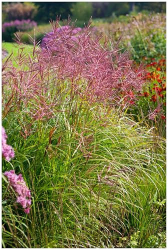 3 x Miscanthus sinensis 'Ferner Osten' im 1 Liter Topf (Ziergras/Gräser/Winterhart/Mehrjährig/Staude) Rotes Chinaschilf - Ziergras mit atemberaubender Farbgebung - von Stauden Gänge