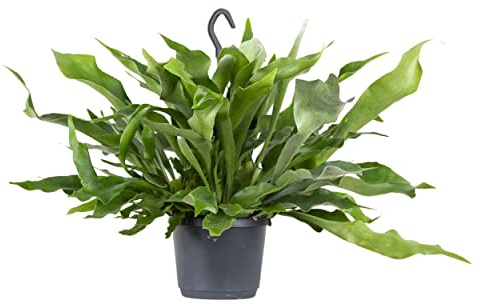 Bloomique - Platycerium bifurcatum - Helecho cuerno de alce - Plantas de interior - Colgantes - Apta para mascotas - Purificadora del aire - Altura 30-40 cm - Maceta colgante 17 cm