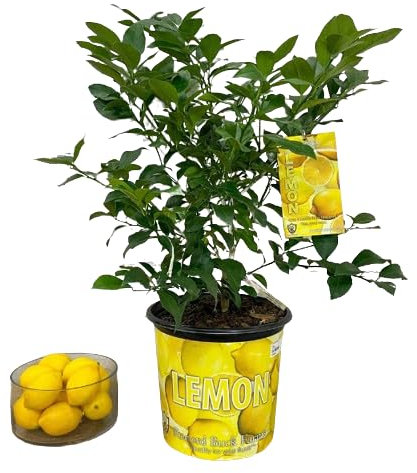 Limonero Natural - Cultiva Limones en Casa Árbol Frutal Natural para tu Jardín