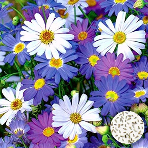 Welldales 50 Large Mixed Daisy Seeds Purple Blue Pink & White Swan River UK Plants