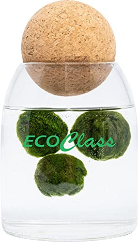 Marimo Family - 3 Marimo in Vaso Feng Shui di Vetro da 500ml e tappo in sughero sfera block Yoga da massaggio