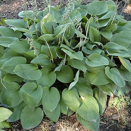 6 x Hosta 'Fortunei Obscura' - Godet 9x9cm - Feuillage vert foncé, floraison estivale, rocailles