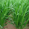 Haloppe 500 Unids Cebollino Chino Semillas de Verduras para la Plantación de Huertos, Semillas de Cebollino Chino Patio de Jardín Cebolla Verde Planta Vegetal Semillas de cebollino chino