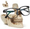 Schädel Brillenhalter Stand mit Storage Tray, Brillenhalter Im Totenkopf-Design, Harz Schädel Kopf Skulptur Statue Brillenhalter, Dekorativer Brillenhalter, Heimdekoration, Präsentationsständer (Weiß)
