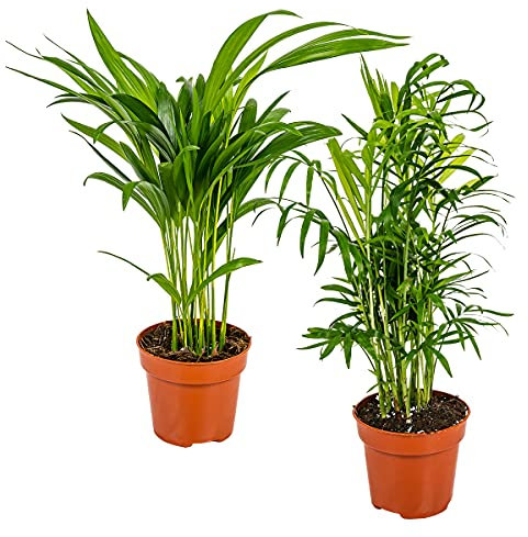 Bloomique - 2er-Set - Dypsis & Chamaedorea - Palme - Zimmerpflanzen - Luftreinigend - Tierfreundlich - 30-40 cm Hoch - Topf 12 cm