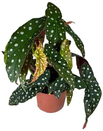Begonia Maculata Natural Planta de Aspecto Elegante pero Exótico