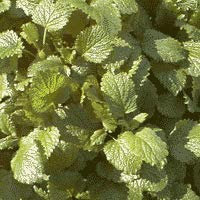 Mélisse - citronnelle - Melissa officinalis (lot de 3 pieds)