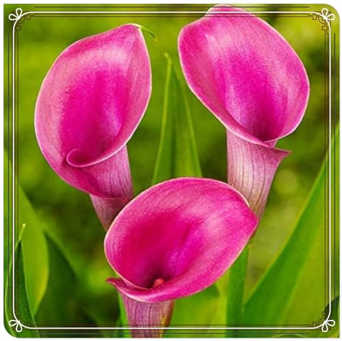 Calla lily Fall or Spring Pots to Grow Indoor or Outdoor Professional Pots to Grow Simple to Grow Surprise-8 bulbs-1