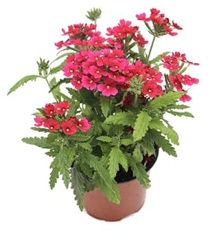 Flor Tapizante Verbena Rastrera Planta para Cubrir Jardines