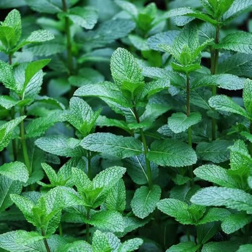 50 piezas semillas de menta perenne resistente - resistentes al invierno para balcones, de menta, resistentes al exterior, semillas silvestres