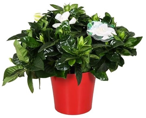 Evergreen Fragrant Gardenia Jasminoides - Cape Jasmine Plant in 13cm Pot