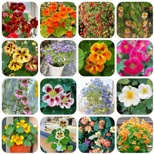semi di nasturzio perenni primaverile, selvatici nasturzio pendente da giardino, decorativi resistenti balcone resistenti 500pcs