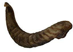 Express Pet Supplies Large Lamb Horn Dog Treat Chew (1 Piece)