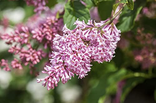 Syringa prestoniae 'Miss Canada' 80 cm - Kanadischer Flieder, rosa Blüten, Blütezeit Mai-Juni, ideal für Hecken, winterhart und pflegeleicht