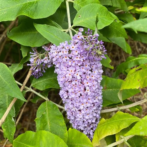 50 pcs schmetterlingsflieder winterhart samen, geschenk garten, samen balkon sommerflieder samen - Buddleja davidii - garten pflanzen, steingarten pflanzen stauden, samen winterhart