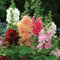 25 Seeds of Hollyhock Majorette Dwarf