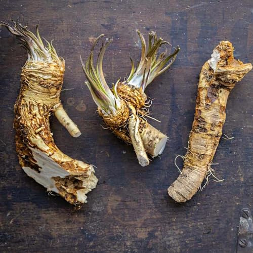 semi di rafano Perenni resistenti vecchie varietà raro esotico vecchie varietà di aromatiche da cucina invernali giardino aromatiche 300pcs