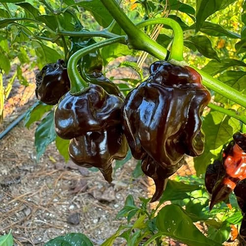 Trinidad Scorpion Chocolate Chili Pepper Seeds - Spicy Chili Plant Open Pollinated Guaranteed Seed Variety