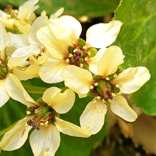 Bergenia de cobertura raros Jardín decoraciones exteriores 150semillas