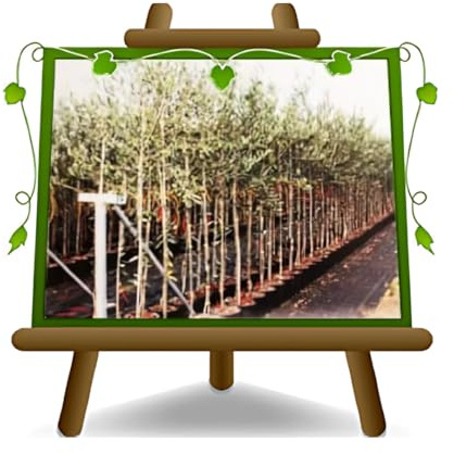 EURO PLANTS VIVAI Olivier Leccino plante fruitière en pot 35 cm tronc 16 cm hauteur maximale 180 cm – Âge 7/8 ans