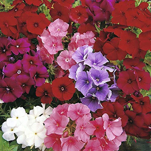 100 Phlox Drumondii Dwarf Beauty Mix Seeds - Mixed Colour Flowers - 100 Seeds