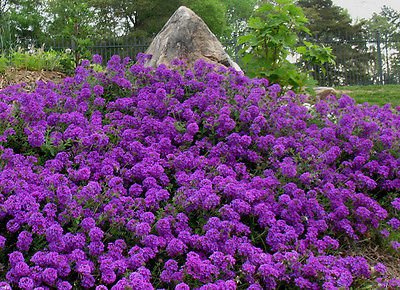 Graines De Fleurs Couvre-Sol Vivaces Verveine Mousseuse Violette Paquet De 100 Graines