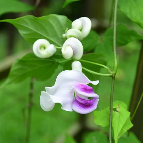semillas de frijol caracol - decoración de jardín balcón jardín colgantes lugares soleados mariposa rocas cama elevada trepadoras 40pcs