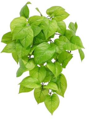 FloristryWarehouse Artificial Silk Green Pothos or Devil's Ivy Bush Fire Retardant 51cm/20 Inches