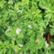 Semillas de geranio limón, semillas de plantas de geranio perfumado, Decoración de oficina, largo período de floración para una Cobertura vegetal, decoración de jardín para exteriores. 200pcs