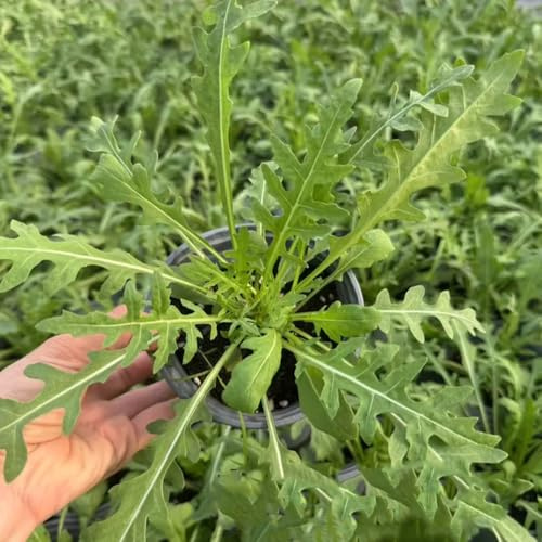 semi di rucola biologica, giardino da balcone resistenti esotiche 100pcs