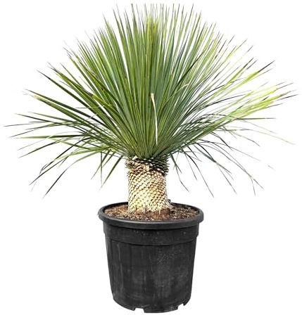 Sunny Tree - Yucca Rostrata – Palma – Altezza tronco 20/30 cm – 120 cm – Resistente – Giglio di palma