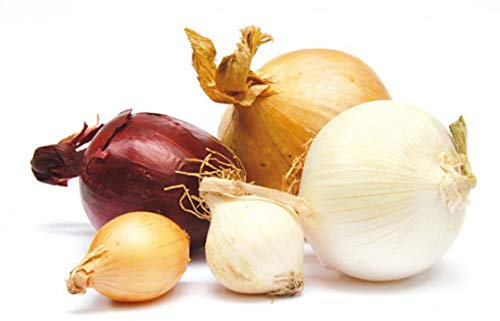 200 Graines d'Oignons Mélange coloré - légumes potager aromatique - semences paysannes reproductibles - SemiSauvage