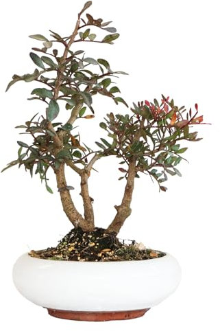 KENTIS - Bonsaï Pistacia Lentiscus - Pistachier Lentisque Bonsai Plante Naturelle Exterieur Jardin Balcon Terrasse - H 25/35 cm Pot 20 cm