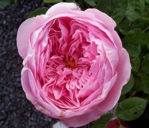 Rose Pretty Jessica floribunda David Austin English Bush Rose Plant in a 3 Litre Pot- Superb Living Plant & Flower Gift, Birthday,Mum,Mom,Girl,New Baby,