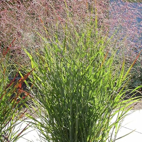 6x Dedo Hierba - Panicum virgatum - Olla de 9x9 cm - Hierba ornamental con color otoño