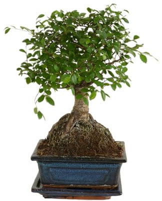 Bloomique - Bonsaï Zelkova - Forme Sphère - Bonsaï - Plantes d'intérieur - Hauteur 20-30 cm - 15 cm de large - Pot et bol en céramique inclus