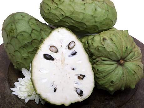 Vivaio Garden Forest Annona Cherimola ‘Fino de Jete’ Pianta da Frutto Autofertile – H 170 cm, Albero Tropicale Cherimoya Autoimpollinante, Frutti Dolci Cremosi (Ottobre-Novembre)