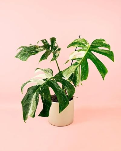 PUR PLANT Monstera Variegada | Costilla de Adán Variegada (Monstera deliciosa) | Planta Natural de Interior Grande | Maceta de Ø 16 cm