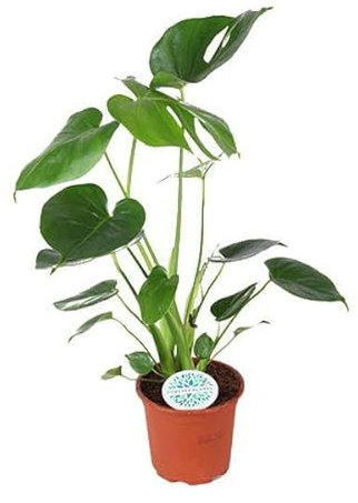 Köstliches Fensterblatt – Monstera Deliciosa – Zimmerpflanze – Ø14cm – ca. 45cm hoch – Schweizer Käsepflanze mit großen Blättern – pflegeleichte luftreinigende Dschungelpflanze