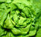 Salat für das ganze Jahr - Kopfsalat All Year Round Butterhead - Salate - 500 Samen