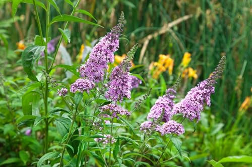 Buddleja davidii 'Peacock' 40-60 cm - Schmetterlingsflieder, rosa Blüten, Blütezeit Juli-September, Schmetterlingsmagnet, pflegeleicht und winterhart