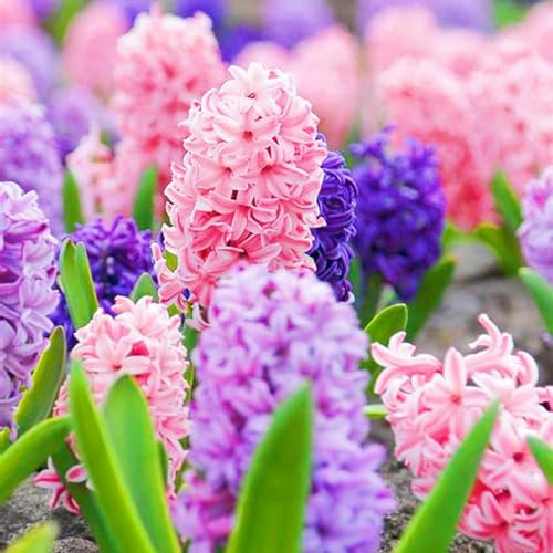 Hyazinthenzwiebel-Winterhart MehrjäHrig,Traubenhyazinthen,Hyazinthen Zwiebeln,Hyazinthen Rhizome,Einfache Wartung-8zwiebeln-e