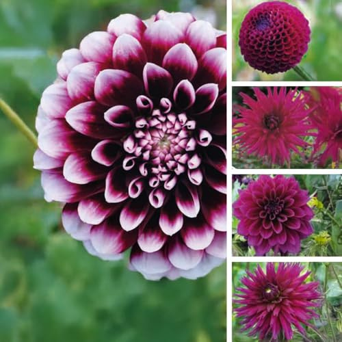 Bulbes (racines tubéreuses) de DAHLIA | Bulbes provenant des meilleurs producteurs néerlandais | Sélection et contrôle | Floraison garantie. (5 Dahlia Nuances de Pourpre - Floraison 100 jours)