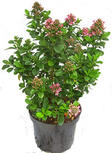 Escallonia 'Pink Elle' - Escallonie immergrüner blühender Strauch