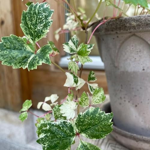 150 Pcs Wilder Wein Winterhart Schnellwachsend Samen - Winterharte Pflanzen Für Garten Creeper Jungfernrebe Samen, Wohnzimmer Deko, Hängepflanze Bonsai Samen, Winterharte Kübelpflanzen