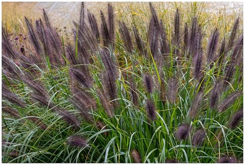 3 x Pennisetum alopecuroides 'Black Beauty' im 1 Liter Topf (Ziergras/Gräser/Winterhart/Mehrjährig/Staude/Stauden) Schwarzes Lampenputzergras - Filigrane Halme in edlem Schwarz - von Stauden Gänge