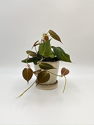 Philodendron Scandens Micans 12 cm, Rare Plant, Heart-Shaped Foliage, House Plant, Velvet Heart Leaf Vine Plant,a1 Quality Stock in The UK