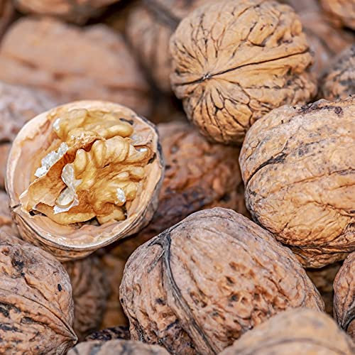 Walnuss Fernette veredelter Walnussbaum Juglans regia ca. 125-175 cm 10 Liter Topfballen